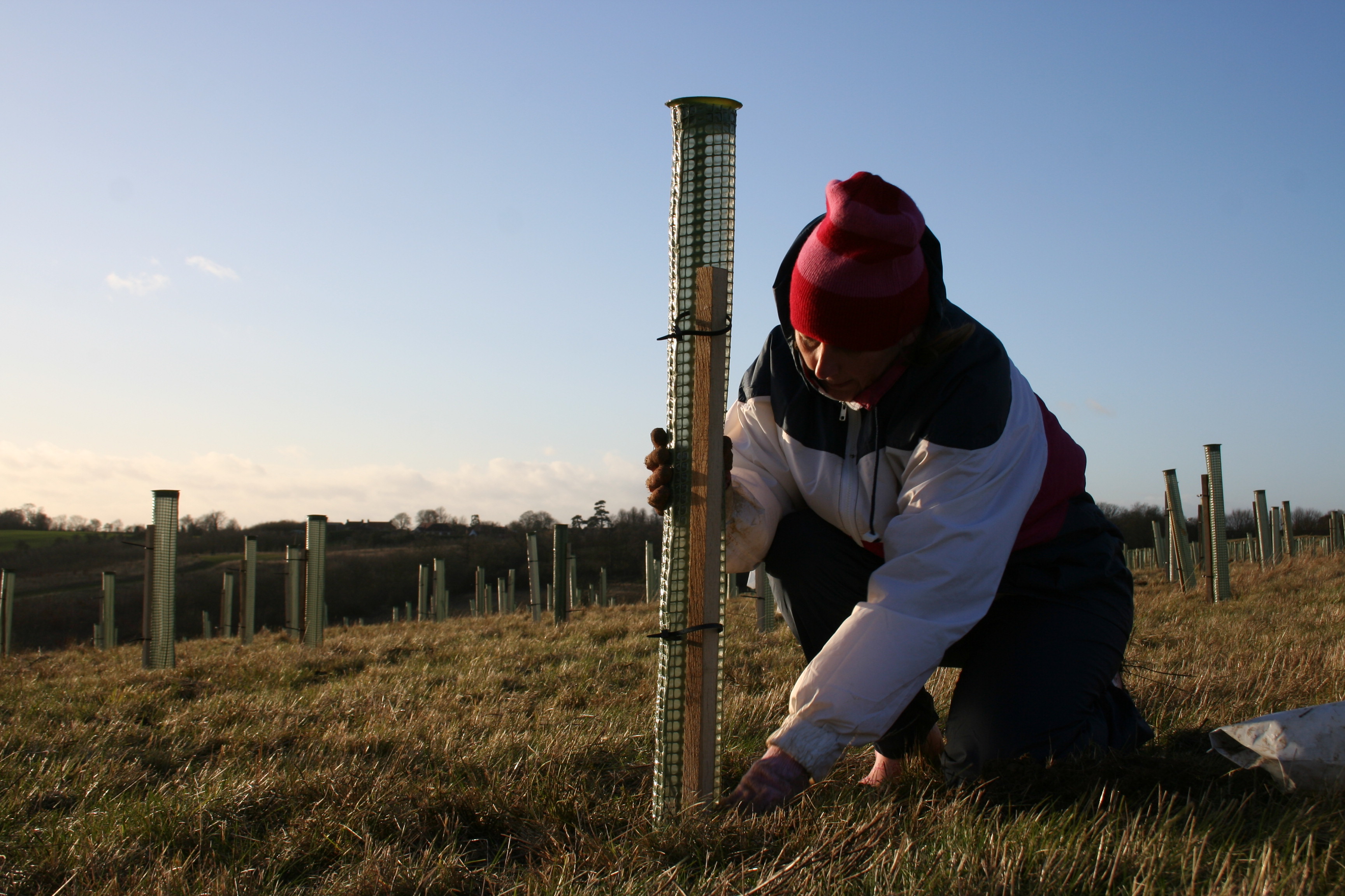 Bedfordshire to benefit from a national £12.1million Trees for Climate plan creating 500 hectares of new woodland by 2021. 