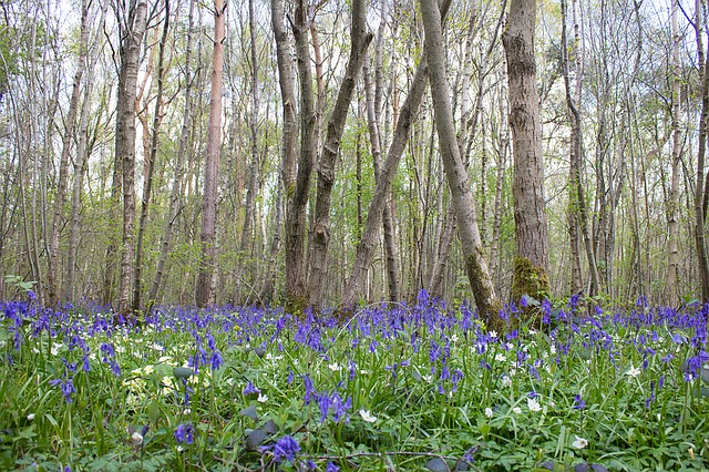 New drive to promote woodland creation grants for landowners