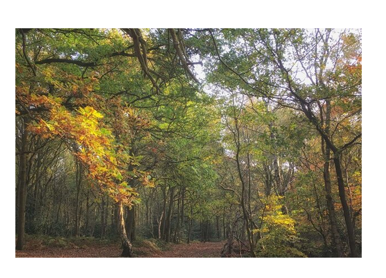Apply for Landscape Recovery funding